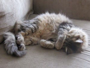 cat-1812651_1280