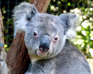 koala-1757179_1280